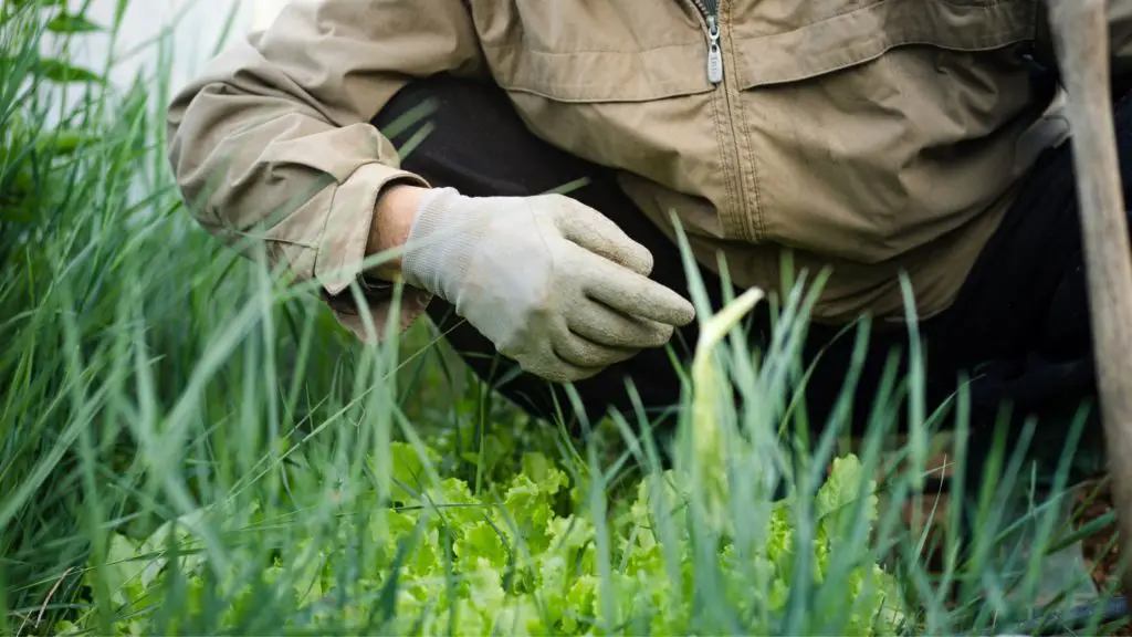 How to prepare your grass for concrete