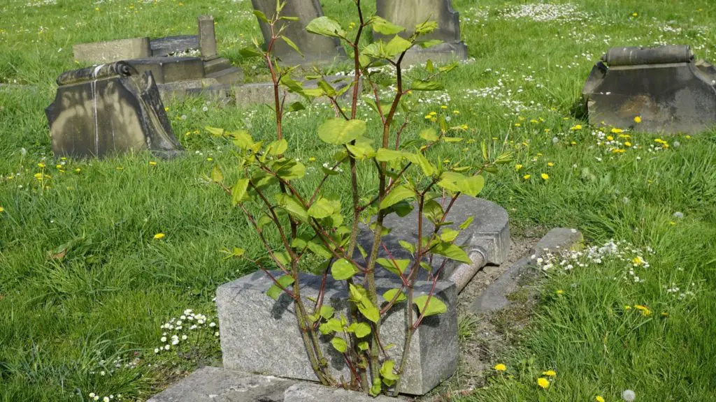 Why Do People Think Japanese Knotweed Grows Through Concrete