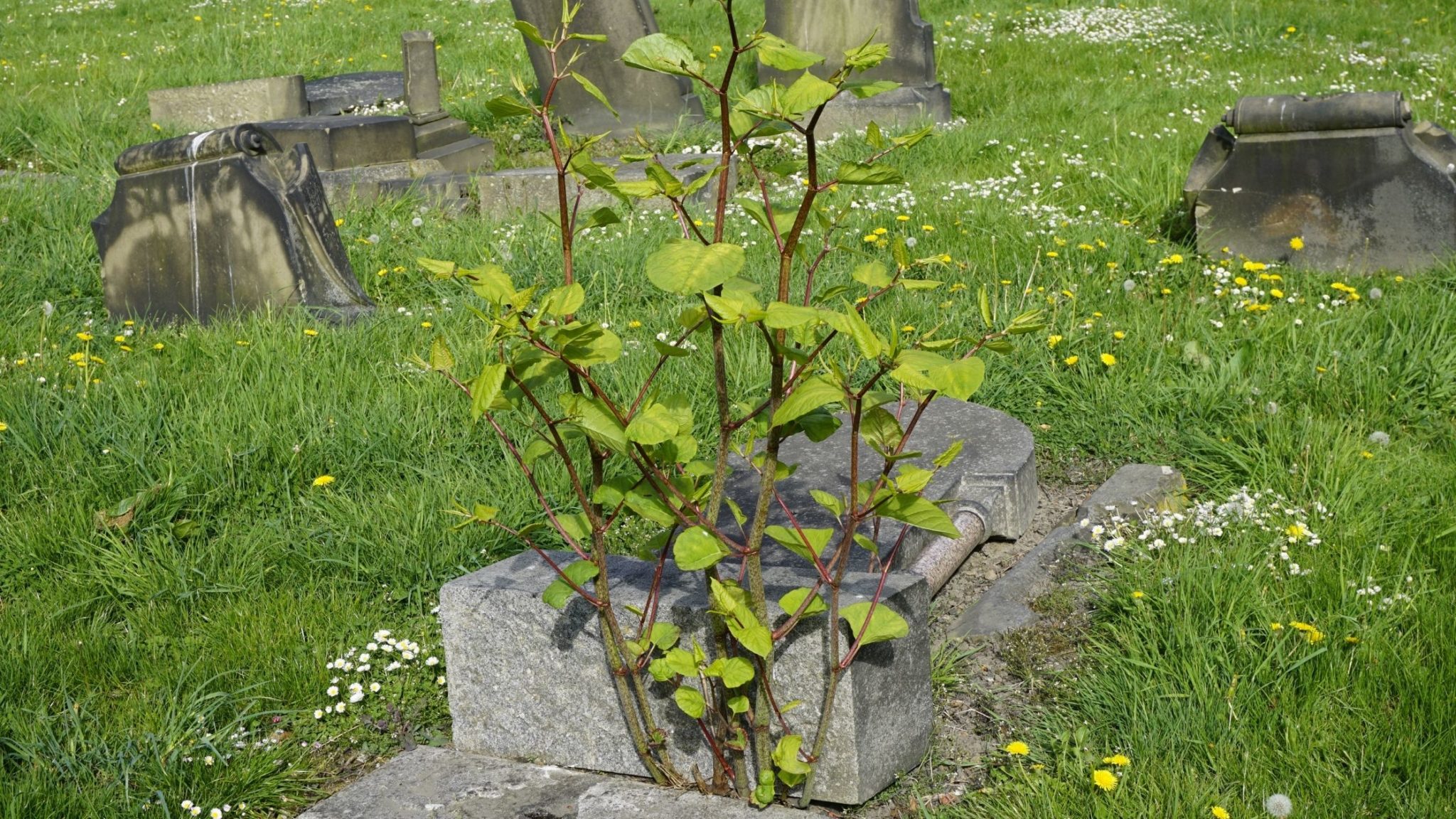 Can Knotweed Grow Through Concrete The Facts About Japanese Knotweed