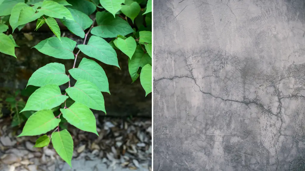 can japanese knotweed grow through concrete?